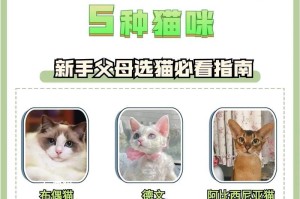 春天小猫的养护指南（如何给春天的小猫提供良好的生活环境）