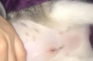 猫侧切术后恢复时间及护理指南（了解猫侧切术后恢复所需时间以及如何正确护理）