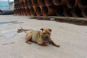 沙皮犬怀孕后的变化（探究沙皮犬怀孕后的身体、行为和饮食变化）