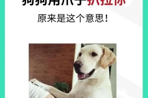 小狗的舔舐，背后隐藏的意义（探索小狗舔舐行为的心理与社交背景）