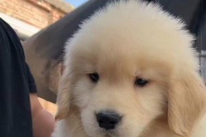 金毛犬的价格分析（探究金毛犬市场行情及合理定价）