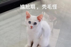 山东狮子猫的饲养指南（做一个贴心的宠物主人，给爱猫一个健康幸福的生活）