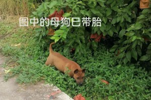 以川东猎犬为宠物的饲养方法（掌握关键知识照顾健康成长）