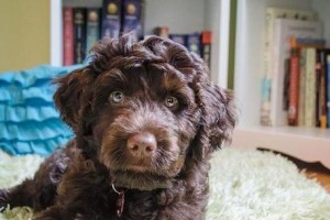 了解葡萄牙水犬的价格及特点（购买葡萄牙水犬前需了解的价格范围和注意事项）