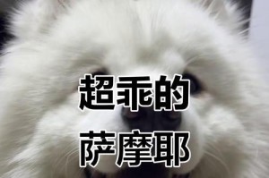 饲养“微笑天使”萨摩耶的喜悦与挑战（探寻萨摩耶的养育难度及美好生活）