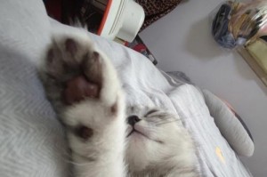 探寻猫爪子颜色之谜（从黑到白，猫爪子的多彩之旅）