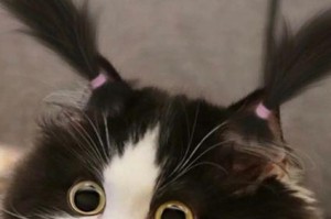 小猫胡子的神奇作用（了解小猫胡子的秘密及其重要性）