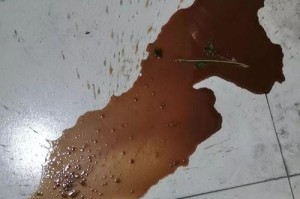 狗狗细小病症状（了解狗狗细小病的常见症状及治疗方法）
