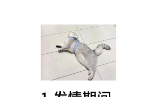 如何正确为你的猫咪洗澡（注意事项、步骤和时间安排）