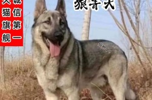 中国五大狼犬（狗的责任感特别强，与人类伙伴的最佳选择）