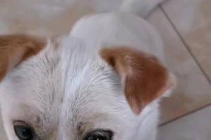 狗为何喜欢老吧唧嘴？（探索狗喜欢老吧唧嘴的原因和心理机制）