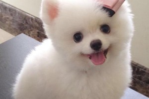 挑战智商极限的犬类之王（揭秘智商最高的犬类——边境牧羊犬）