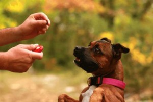 溺爱宠物犬的危害（过度溺爱宠物犬会引发哪些问题？）