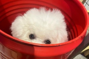 比熊犬饲养的9个常见饮食误区，让狗狗经常生病（了解这些误区，为你的比熊犬健康成长）