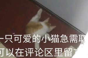 给小猫取名，一个重要的决定（选择合适的名字是关键，给小猫一个个性标识）
