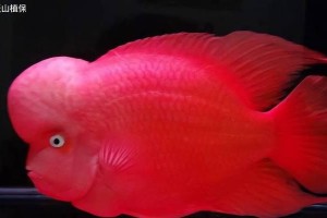 罗汉鱼繁殖的时间周期及关键因素分析（揭秘罗汉鱼的繁殖周期以及影响繁殖的关键因素）