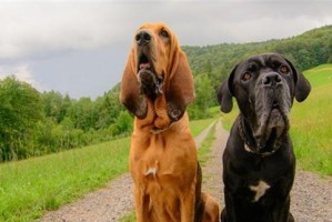 如何科学饲养寻血猎犬（宠物爱好者必备的寻血猎犬饲养技巧）