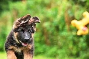 探秘德国牧羊犬最爱吃的食物（以宠物为主，一起了解德牧的饮食习惯）