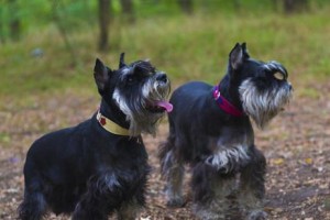 雪纳瑞犬风湿病治疗全攻略（以宠物为主，为爱宠提供最佳治疗方案）