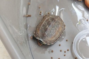 乌龟脚腐皮的原因及预防措施（了解乌龟脚腐皮现象，保护宠物乌龟的健康）