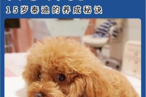 探究泰迪犬的生命周期与寿命（泰迪犬一生的阶段和寿命揭秘，了解它们的成长和长寿秘诀）