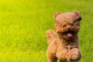 贵宾犬的饲养方法：让你的贵宾犬健康成长