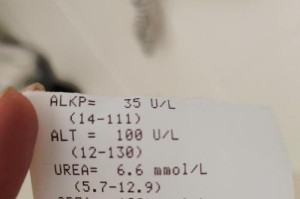 探索猫的健康（了解猫咪的身体状况，从生化六项检查开始）