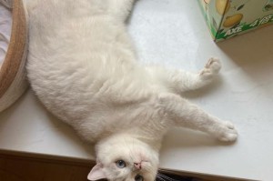 猫咪为何不爱动弹鼻子干？（探寻猫咪缺乏活力的原因及解决方法）