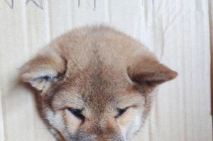 柴犬幼犬贫血的饮食调理（如何通过饮食来缓解柴犬幼犬贫血）