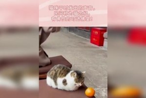 揭秘猫的叫声之谜（猫是如何发出声音的？）