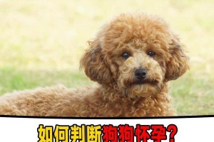 如何判断狗狗是否怀孕？（掌握关键指标，了解母狗的身体变化）