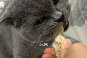 为有牙结石的猫咪刷牙真的有用吗？（探讨宠物牙齿健康的重要性及猫咪刷牙的正确方法）