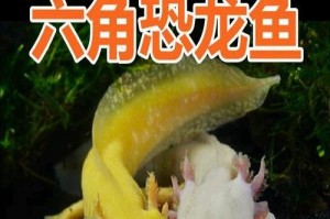 如何选择合适的清道夫养鲤鱼（为你的鲤鱼提供清洁与舒适的生活环境）