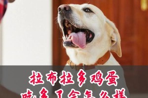 拉布拉多的训练饮食区别（为您解析拉布拉多的饮食需求与训练差异）