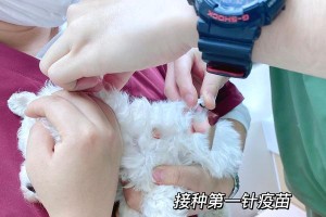 狗的第三针疫苗接种时间及注意事项（保护宠物健康，狗的第三针接种必不可少）