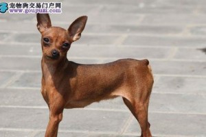 小鹿犬价格揭秘（探究小鹿犬价格的因素和范围，以及如何选择合适的宠物级小鹿犬）