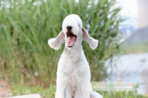 探讨不掉毛狗的品种及特点（寻找适合家庭的无毛犬，为你解决狗毛过敏问题）