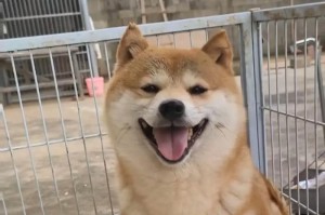 揭秘为什么狗的眼睛老眨（狗眼常眨现象的原因及影响）