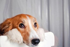 如何照顾被感染的宠物犬只（掌握病情、提供舒适环境、合理饮食）