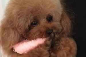 泰迪狗狗打针时间表及注意事项（确保泰迪狗狗健康的关键）