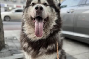 阿拉斯加犬最适合的高性价比狗粮推荐（选择适合阿拉斯加犬的高性价比狗粮，关键在于这个！）