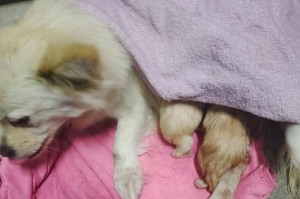 小狗狗何时可以生宝宝？（了解小狗狗的生殖周期和生育时间）