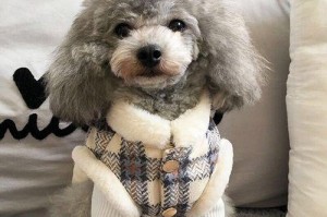 比熊犬与贵宾犬的区别（从外观、性格、饲养等方面进行详细对比）