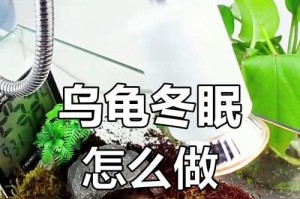 乌龟为什么要冬眠？（乌龟冬眠的时间和原因）