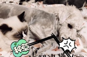 孕妇梦见猫狗给狗洗澡，你的梦境在传递什么信息？（揭示孕期的情感变化和准备迎接新生命的心态）