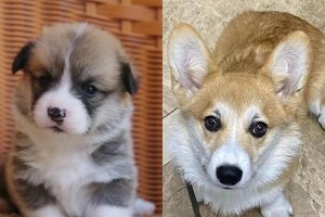 哈士奇胎毛褪完需要多久？（了解哈士奇褪毛周期及保护措施）