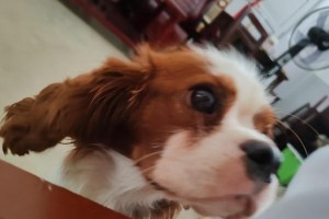 小狗狗禁食的水果种类及注意事项（了解狗狗不能吃的水果，保护它们的健康）