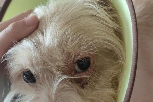 揭秘狗狗眼睛炎症（宠物眼睛问题不容忽视，留意这些症状及预防方法）