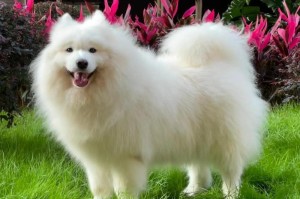 萨摩耶犬饲养技巧——打造快乐健康的宠物生活（了解萨摩耶犬的特点和需求，掌握科学饲养方法）
