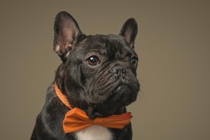 法斗犬与英斗犬（对比分析）